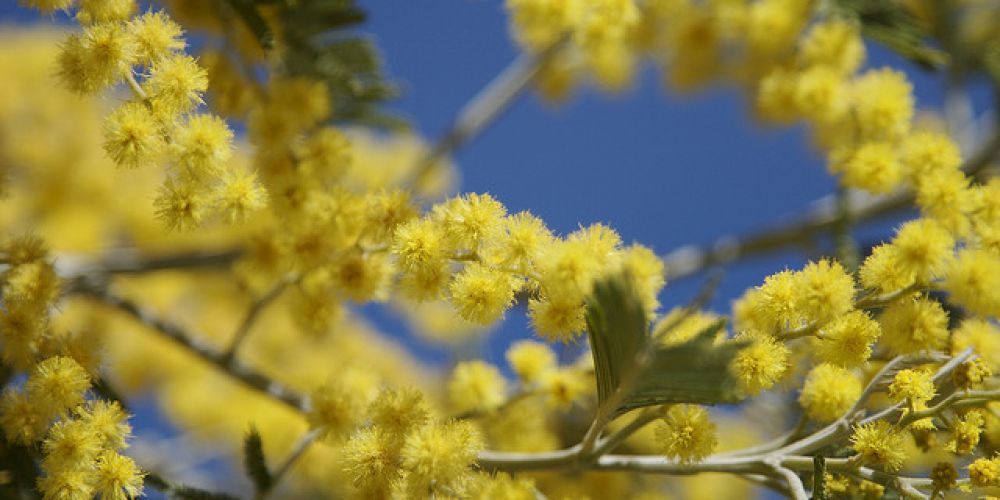 Week-end sur la Route du mimosa vers le « soleil d’hiver »